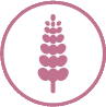 Lupine